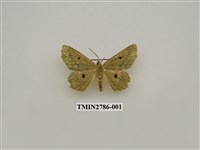 藏品(尺蛾359)的圖片